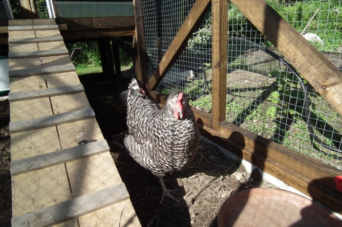 Martha our speckled Maran