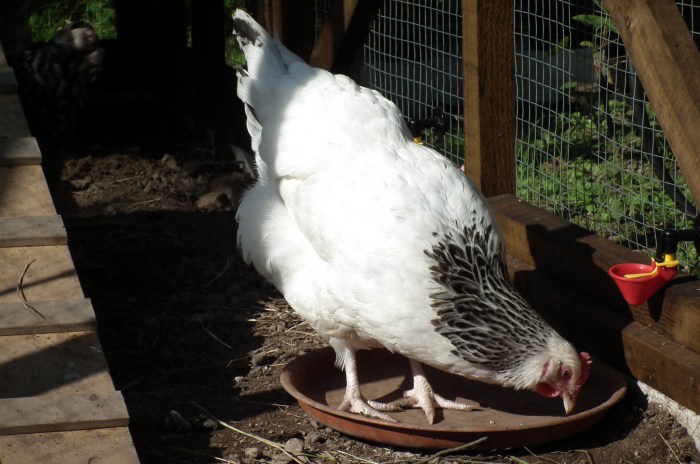 Jolene our Sussex light